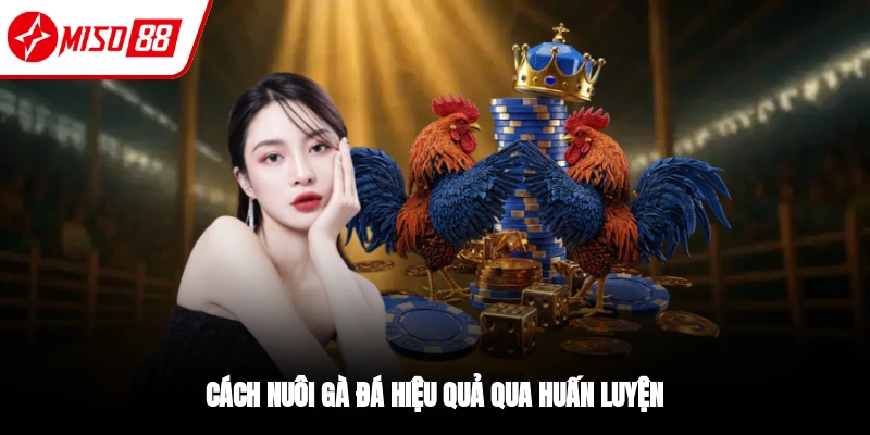 Tập luyện gà đá để cứng cáp hơn