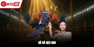 Đá gà cựa dao